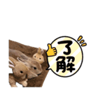 日常使えるうさぎさんミニレッキス（個別スタンプ：15）