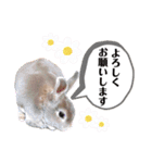 日常使えるうさぎさんミニレッキス（個別スタンプ：20）