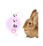 日常使えるうさぎさんミニレッキス（個別スタンプ：24）