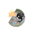 動くトミー（個別スタンプ：1）