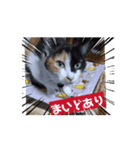 みこみこちゃっこ（個別スタンプ：2）
