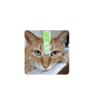 みこみこちゃっこ（個別スタンプ：3）