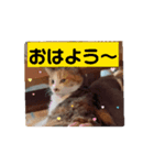 保護猫カフェかくれ家3（個別スタンプ：1）