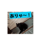 保護猫カフェかくれ家3（個別スタンプ：3）