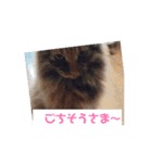 保護猫カフェかくれ家3（個別スタンプ：4）