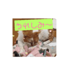 保護猫カフェかくれ家3（個別スタンプ：5）