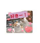 保護猫カフェかくれ家3（個別スタンプ：6）