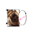 保護猫カフェかくれ家3（個別スタンプ：7）