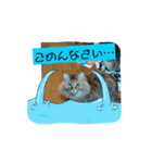 保護猫カフェかくれ家3（個別スタンプ：8）