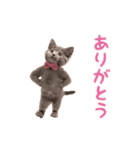 ▶︎踊るほんわかねこ♡（個別スタンプ：1）