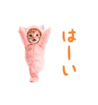 ▶︎踊るほんわかねこ♡（個別スタンプ：3）