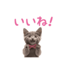 ▶︎踊るほんわかねこ♡（個別スタンプ：4）