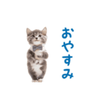 ▶︎踊るほんわかねこ♡（個別スタンプ：6）