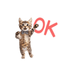 ▶︎踊るほんわかねこ♡（個別スタンプ：7）