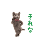 ▶︎踊るほんわかねこ♡（個別スタンプ：8）
