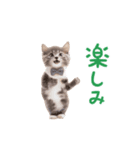 ▶︎踊るほんわかねこ♡（個別スタンプ：9）