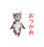 ▶︎踊るほんわかねこ♡（個別スタンプ：11）