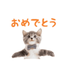 ▶︎踊るほんわかねこ♡（個別スタンプ：14）