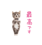 ▶︎踊るほんわかねこ♡（個別スタンプ：15）