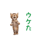 ▶︎踊るほんわかねこ♡（個別スタンプ：16）