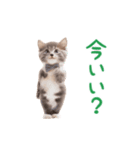 ▶︎踊るほんわかねこ♡（個別スタンプ：19）