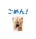 ▶︎踊るほんわかねこ♡（個別スタンプ：20）