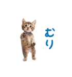 ▶︎踊るほんわかねこ♡（個別スタンプ：21）