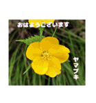 初春の山野草で 『おはようございます』（個別スタンプ：1）