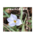 初春の山野草で 『おはようございます』（個別スタンプ：2）