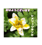 初春の山野草で 『おはようございます』（個別スタンプ：4）
