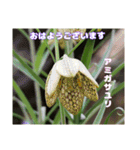 初春の山野草で 『おはようございます』（個別スタンプ：5）