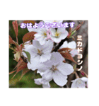 初春の山野草で 『おはようございます』（個別スタンプ：6）