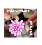 初春の山野草で 『おはようございます』（個別スタンプ：7）