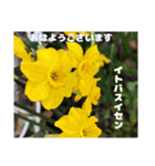 初春の山野草で 『おはようございます』（個別スタンプ：8）