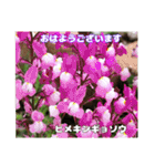 初春の山野草で 『おはようございます』（個別スタンプ：9）