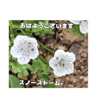 初春の山野草で 『おはようございます』（個別スタンプ：10）