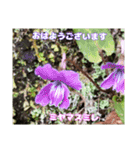 初春の山野草で 『おはようございます』（個別スタンプ：13）