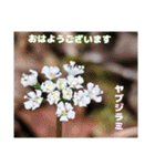初春の山野草で 『おはようございます』（個別スタンプ：15）