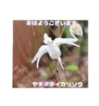 初春の山野草で 『おはようございます』（個別スタンプ：16）