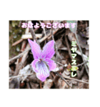 初春の山野草で 『おはようございます』（個別スタンプ：17）