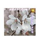 初春の山野草で 『おはようございます』（個別スタンプ：18）