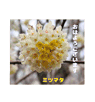 初春の山野草で 『おはようございます』（個別スタンプ：19）