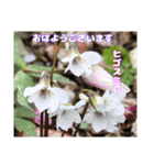 初春の山野草で 『おはようございます』（個別スタンプ：20）