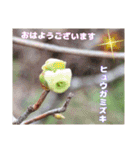 初春の山野草で 『おはようございます』（個別スタンプ：21）