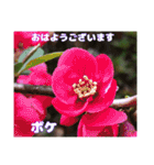 初春の山野草で 『おはようございます』（個別スタンプ：22）