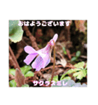 初春の山野草で 『おはようございます』（個別スタンプ：24）