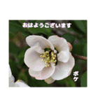 初春の山野草で 『おはようございます』（個別スタンプ：25）