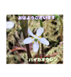 初春の山野草で 『おはようございます』（個別スタンプ：26）