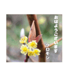 初春の山野草で 『おはようございます』（個別スタンプ：27）