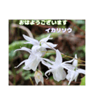 初春の山野草で 『おはようございます』（個別スタンプ：28）